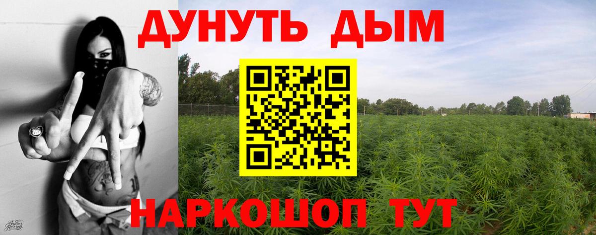 Канабис семена Кашира